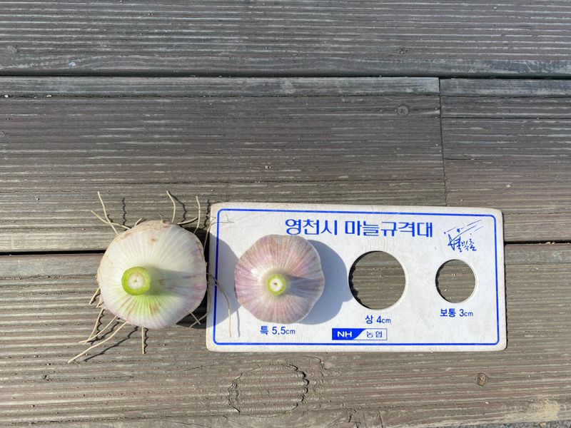 영천황마늘님의 장터 판매 상품 [23년  홍산마늘  판매완료 배송비무료  김장용] 첨부 사진