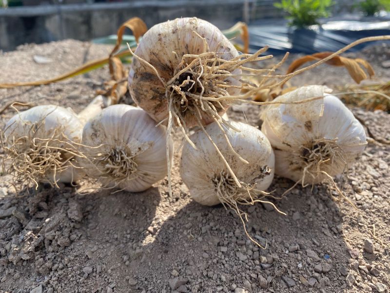 영천황마늘님의 장터 판매 상품 [23년  홍산마늘  판매완료 배송비무료  김장용] 첨부 사진