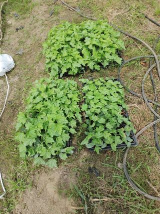 김용무님의 기타작물 · 자유게시판 작성글 사진