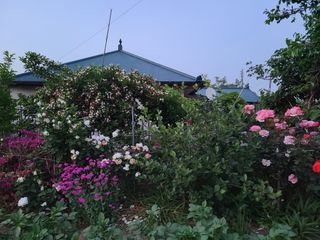 김계희님의 옥수수 · 자유게시판 작성글 사진