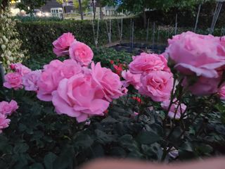 김계희님의 옥수수 · 자유게시판 작성글 사진