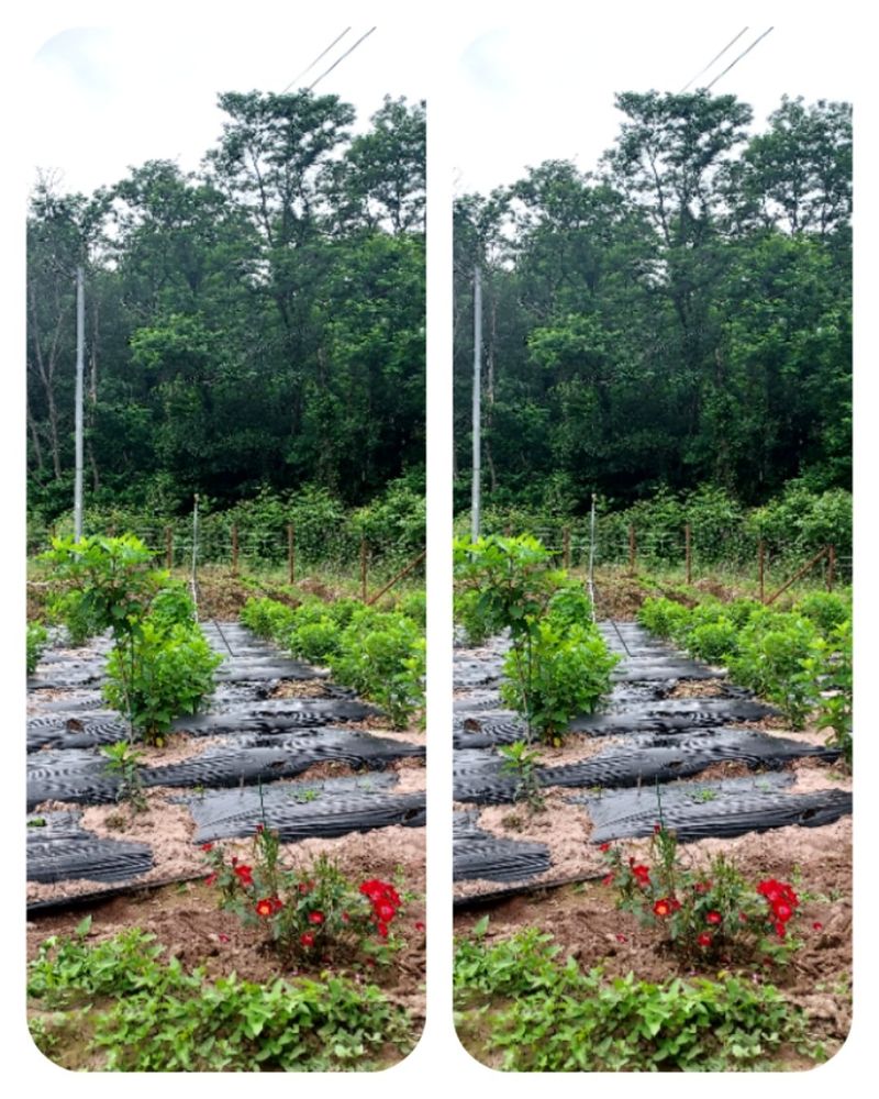 장터 상품 [미니목수국] 썸네일