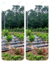 팜모닝 · 게시글 이미지