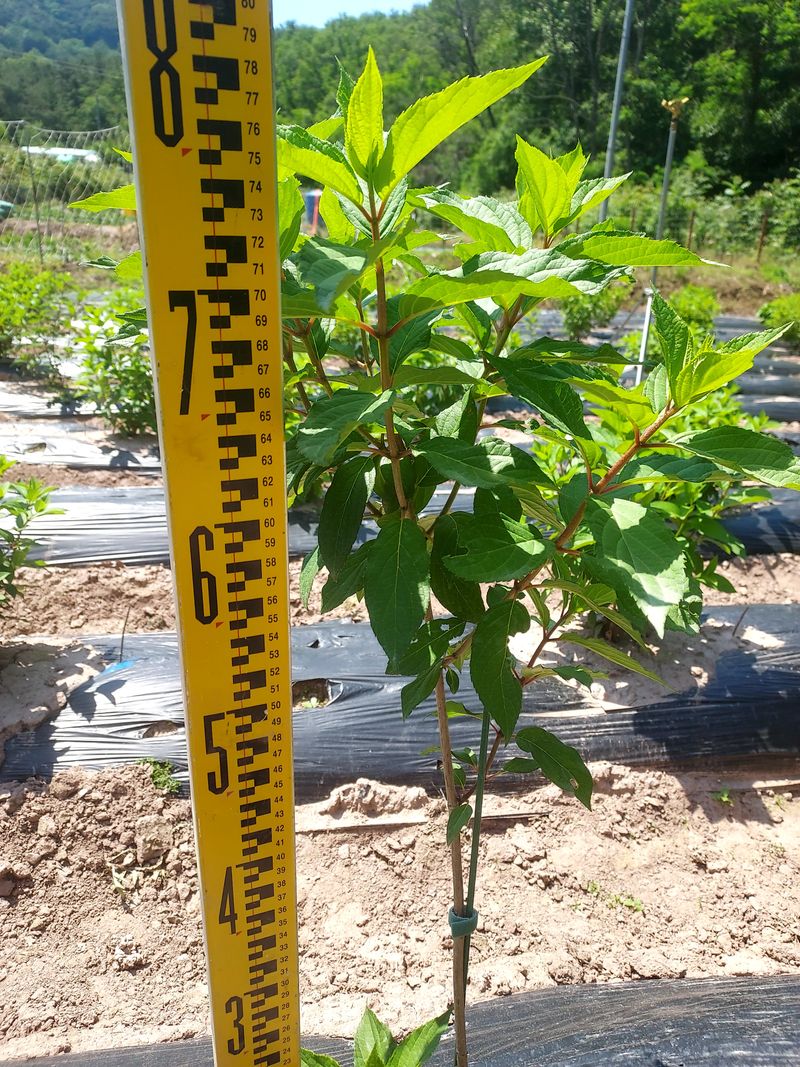 도시촌놈님의 장터 판매 상품 [미니목수국] 첨부 사진