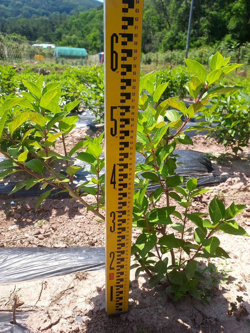 도시촌놈님의 장터 판매 상품 [미니목수국] 첨부 사진