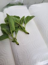 팜모닝 참깨·병해충상담 게시글 이미지