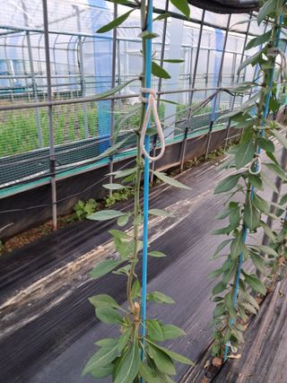 이천순님의 기타작물 · 자유게시판 작성글 사진