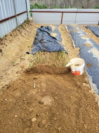 뚝방님의 들깨 · 자유게시판 작성글 사진