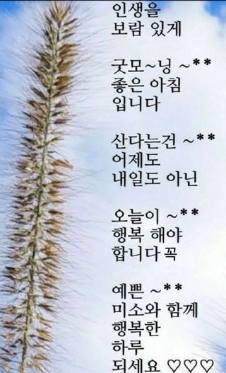 인생은 소풍처럼님의 양배추 · 자유게시판 작성글 사진