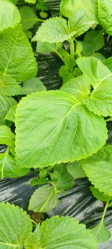 팜모닝 자유주제·자유게시판 게시글 이미지