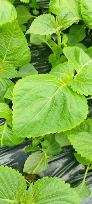 금산깻잎(최환용)님의 자유주제 · 자유게시판 작성글 사진