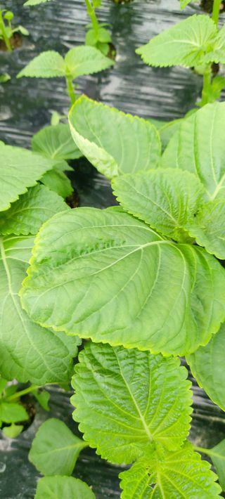 금산깻잎(최환용)님의 자유주제 · 자유게시판 작성글 사진