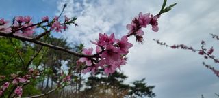 도화촌님의 복숭아 · 자유게시판 작성글 사진