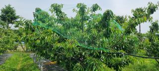 도화촌님의 복숭아 · 자유게시판 작성글 사진