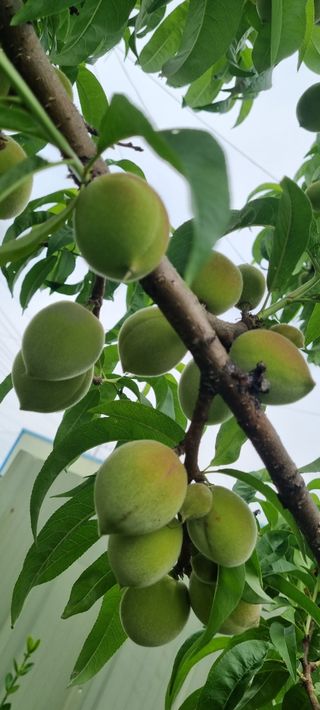 도화촌님의 복숭아 · 자유게시판 작성글 사진