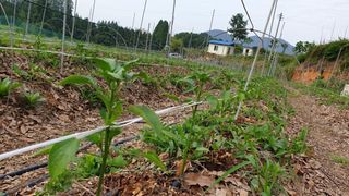 이봉수님의 고추 · 일상 작성글 사진