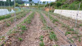 이봉수님의 고추 · 일상 작성글 사진