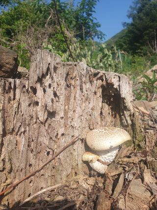 인생은 소풍처럼님의 옥수수 · 자유게시판 작성글 사진
