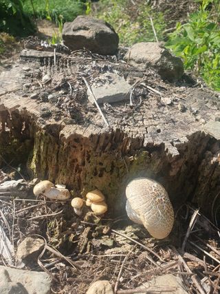 인생은 소풍처럼님의 옥수수 · 자유게시판 작성글 사진