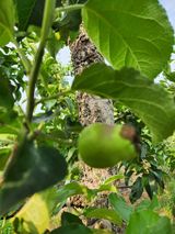 팜모닝 사과·자연재해•동물피해 게시글 이미지