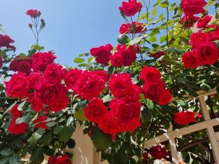 해뜨는농원/강혜광님의 기타작물 · 자유게시판 작성글 사진