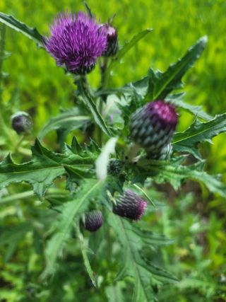 해뜨는농원/강혜광님의 기타작물 · 자유게시판 작성글 사진