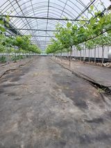 팜모닝 포도·자유게시판 게시글 이미지