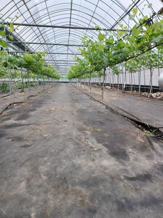 삼남매아빠님의 포도 · 자유게시판 작성글 사진