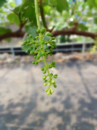 삼남매아빠님의 포도 · 자유게시판 작성글 사진