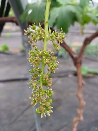 삼남매아빠님의 포도 · 자유게시판 작성글 사진