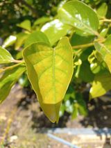 팜모닝 감·병해충상담 게시글 이미지