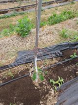 팜모닝 자유주제·자유게시판 게시글 이미지