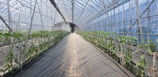 전봉우(채미농원)님의 고추 · 지주설치•유인•성장 작성글 사진