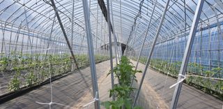 전봉우(채미농원)님의 고추 · 지주설치•유인•성장 작성글 사진