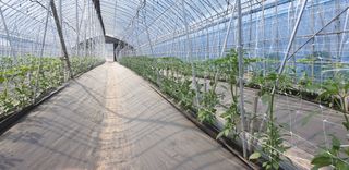 전봉우(채미농원)님의 고추 · 지주설치•유인•성장 작성글 사진