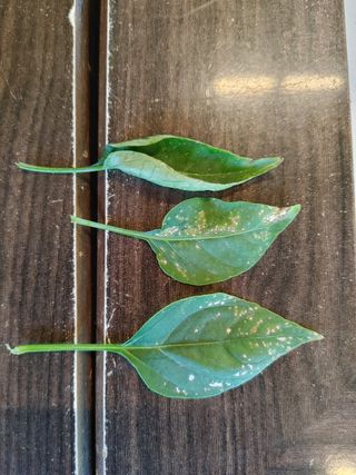 팜모닝 농업정보 좋님의 자유주제 · 자유게시판 작성글 사진