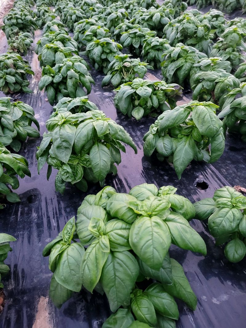 장터 상품 [바질500g] 썸네일