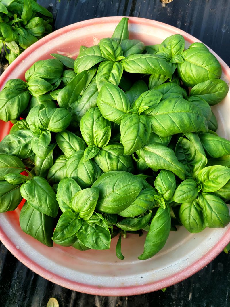 권미화님의 장터 판매 상품 [바질500g] 첨부 사진