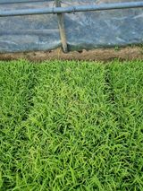 팜모닝 벼·병해충상담 게시글 이미지