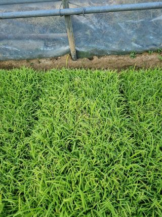 양구 촌놈님의 벼 · 병해충상담 작성글 사진