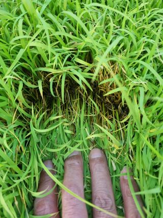 양구 촌놈님의 벼 · 병해충상담 작성글 사진