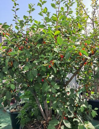 그린톡톡 오계상님의 기타작물 · 자유게시판 작성글 사진