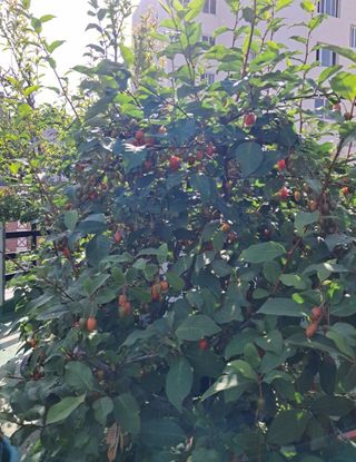 그린톡톡 오계상님의 기타작물 · 자유게시판 작성글 사진