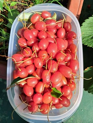 그린톡톡 오계상님의 기타작물 · 자유게시판 작성글 사진