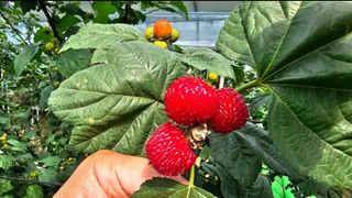 그린톡톡 오계상님의 기타작물 · 자유게시판 작성글 사진