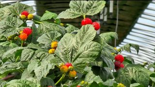 그린톡톡 오계상님의 기타작물 · 자유게시판 작성글 사진