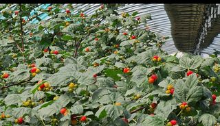 그린톡톡 오계상님의 기타작물 · 자유게시판 작성글 사진