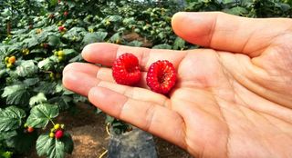 그린톡톡 오계상님의 기타작물 · 자유게시판 작성글 사진