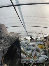 팜모닝 옥수수·자유게시판 게시글 이미지