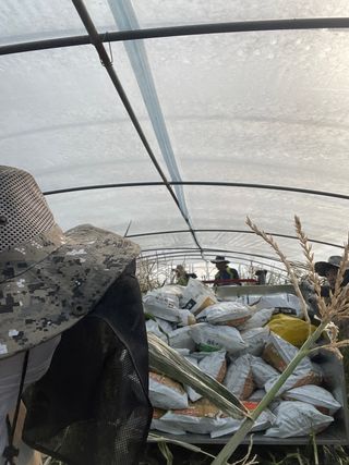 김영지님의 옥수수 · 자유게시판 작성글 사진